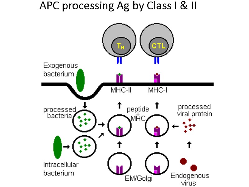 APC processing Ag by Class I & II